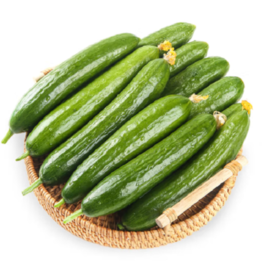 山东水果小黄瓜，现摘现发，清脆爽口，美味多汁，可以直接生吃的优质果蔬，低热量，老少皆宜~