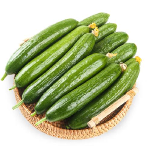 山东水果小黄瓜，现摘现发，清脆爽口，美味多汁，可以直接生吃的优质果蔬，低热量，老少皆宜~ 商品图0