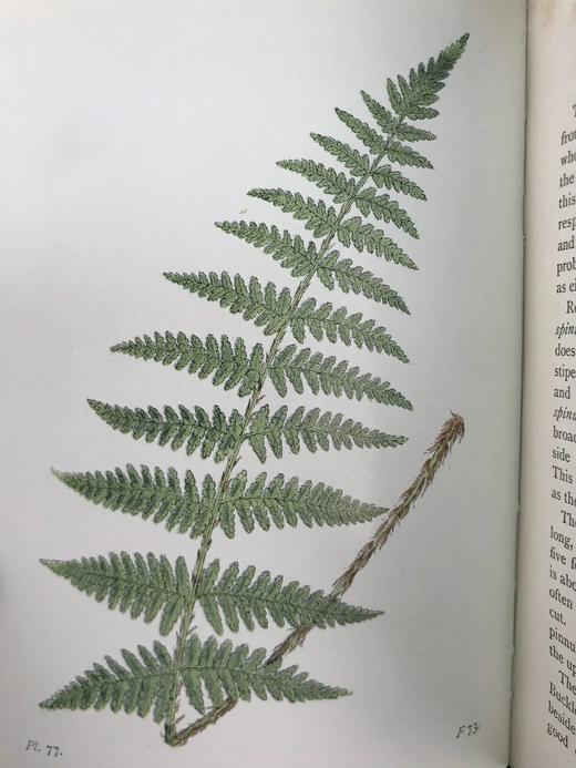 1908年 路旁与林地蕨类植物图鉴 143幅插图 精装64开 商品图8