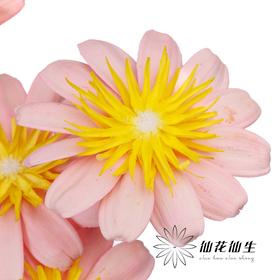 永生花 | 小葵花粉色
