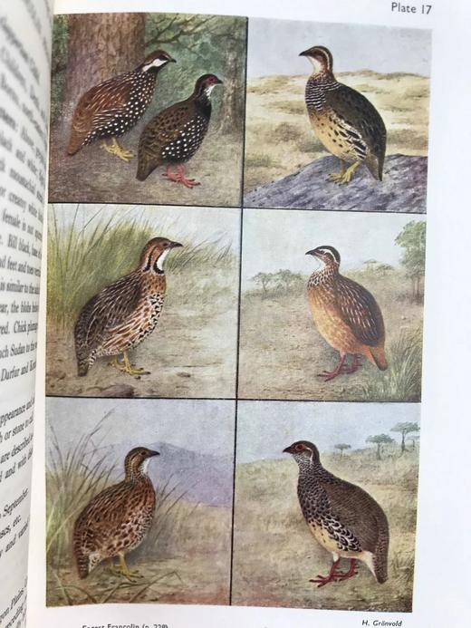 1952年 东非与东北非鸟类图鉴（全2卷） 数百幅插图 漆布精装大32开 商品图7