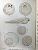 1928年 海洋生物图鉴 384幅插图（167幅彩色） 精装64开 商品缩略图11