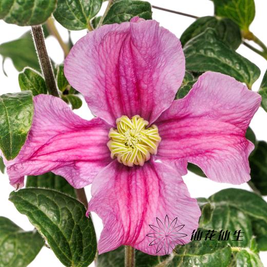 配花 | 铁线莲灵感 商品图4