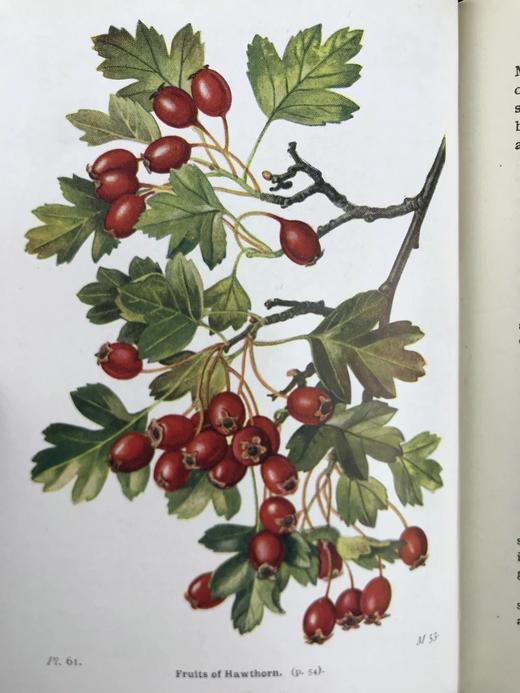 1948年 路边与林地树木图鉴 200余幅插图（24幅彩色） 精装36开 商品图7