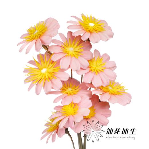 永生花 | 小葵花粉色 商品图2