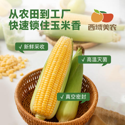 西域美农糯玉米240g*8根 东北黄糯玉米棒 低脂粗粮 早餐苞米 杂粮 商品图5