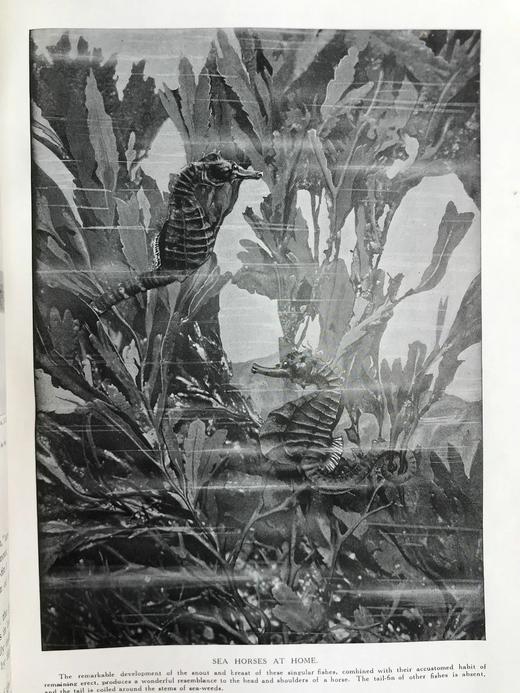 约20世纪早期 宇宙的奇迹（全2卷） 36幅彩色插图821幅黑白插图 精装16开 商品图13