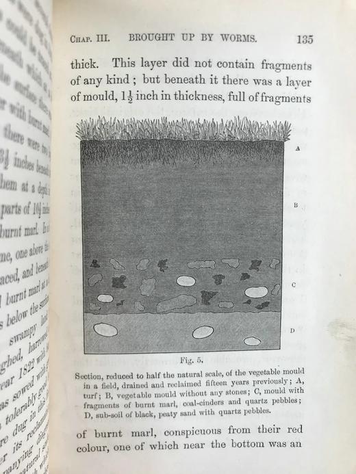 1888年 达尔文《腐植土的形成：蚯蚓的作用及其习性观察》 配插图 精装32开 商品图9