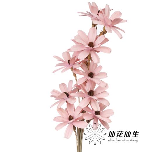 永生花 | 瓜子花粉色 商品图2
