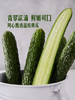 MM 山姆 黄瓜 1kg 商品缩略图4