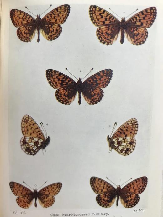 1906年 不列颠群岛蝴蝶图鉴 450幅彩色插图 精装64开 商品图5