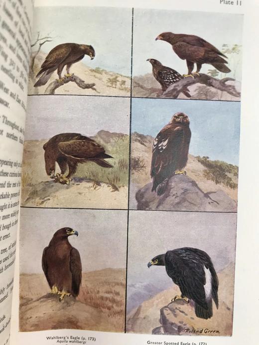 1952年 东非与东北非鸟类图鉴（全2卷） 数百幅插图 漆布精装大32开 商品图10