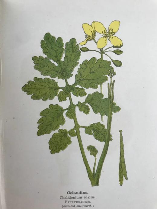 约20世纪早期 路边与林地野花指南（2卷） 257幅彩色与大量黑白插图 精装64开 商品图10