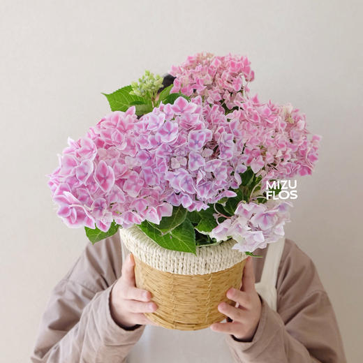 花治植物精选--无尽夏绣球（北京闪送） 商品图1