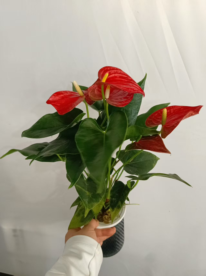 现货明天到货 轻奢水培红斑红掌