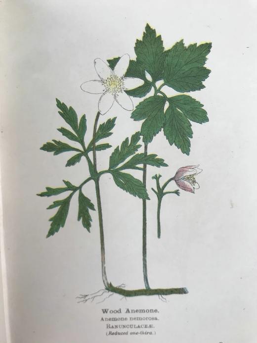 约20世纪早期 路边与林地野花指南（2卷） 257幅彩色与大量黑白插图 精装64开 商品图4