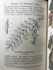 1948年 路边与林地树木图鉴 200余幅插图（24幅彩色） 精装36开 商品缩略图13