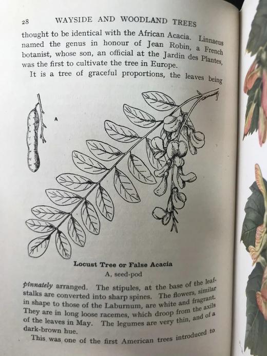 1948年 路边与林地树木图鉴 200余幅插图（24幅彩色） 精装36开 商品图13