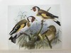 工坊特装本！1907年 英国鸟类图鉴 100幅彩色插图 真皮精装18开 商品缩略图8