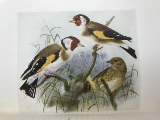 工坊特装本！1907年 英国鸟类图鉴 100幅彩色插图 真皮精装18开 商品图8