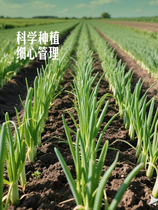 MM 山姆  高原香葱 180g 商品图5
