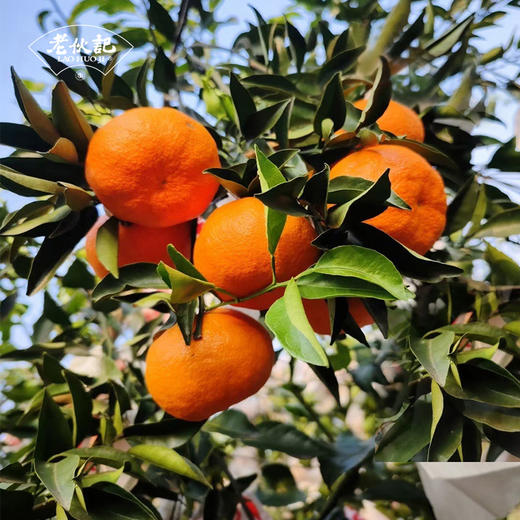 【明日见柑橘】伙记优选四川新鲜水果 明日见柑橘 精选中大果 4.5斤装 现摘现发橘子 原产地直发 不打药 细嫩化渣 汁多味浓 商品图1