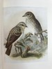 工坊特装本！1907年 英国鸟类图鉴 100幅彩色插图 真皮精装18开 商品缩略图9