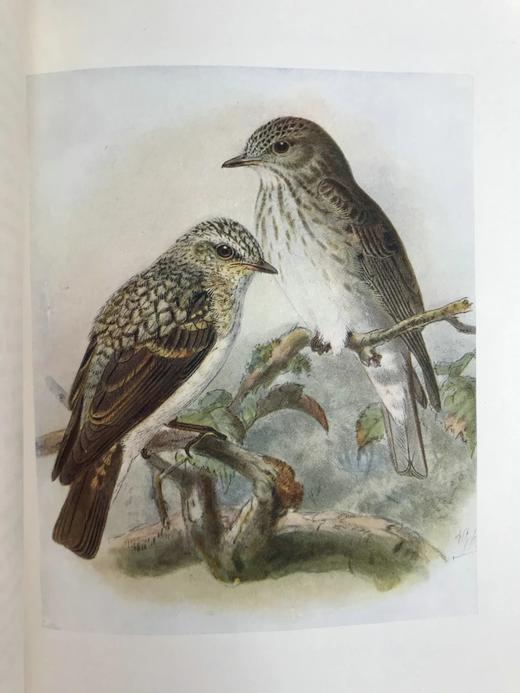 工坊特装本！1907年 英国鸟类图鉴 100幅彩色插图 真皮精装18开 商品图9