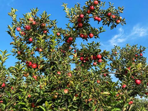 厚切苹果干和果汁 老品种丹霞苹果做的 纯粹健康 好吃好喝 只有苹果 不打药无防腐剂无添加 包邮 |百里食 商品图4