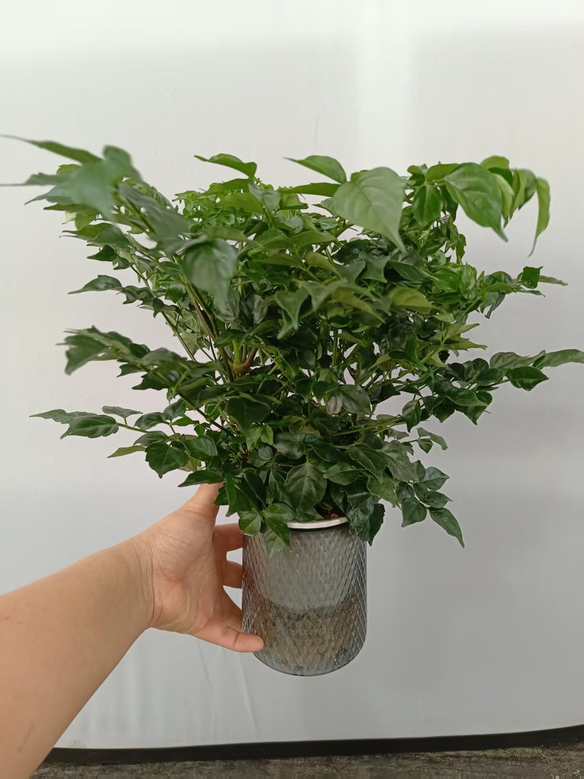 现货轻奢水培幸福树
