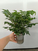现货轻奢水培幸福树 商品缩略图0