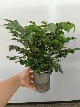 现货轻奢水培幸福树