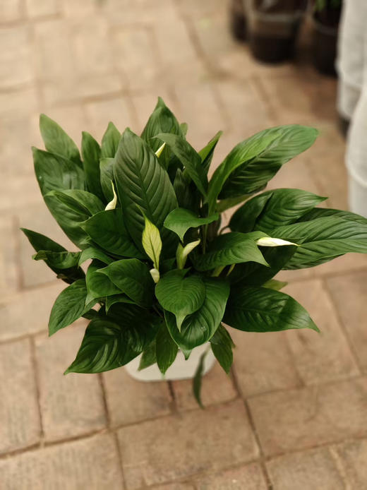 现货双拼水培美酒白掌 商品图2