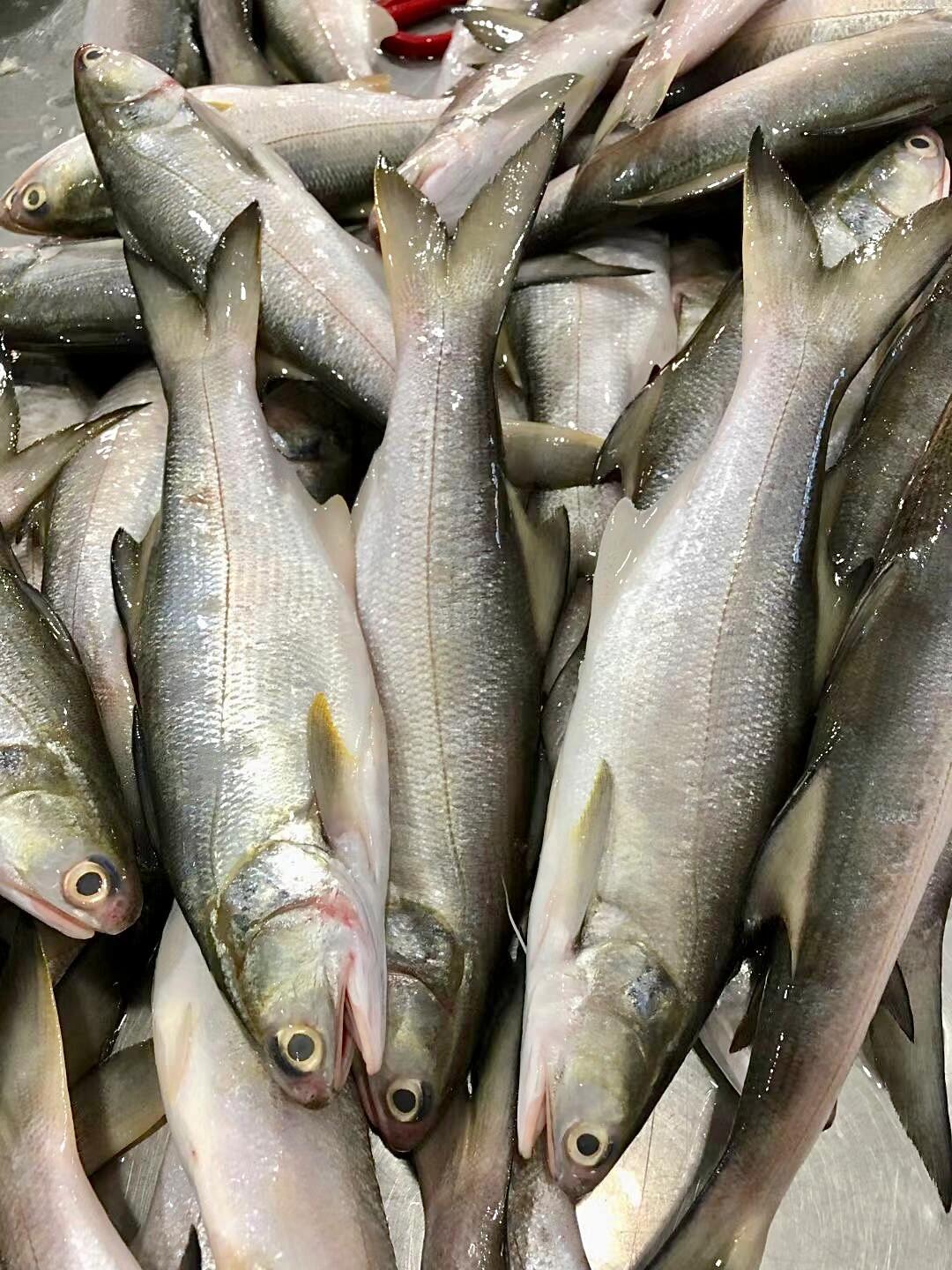 xm❥少量少量！！！今天刚回港的深海午鱼/马友鱼 富含DHA和ARA，肉质嫩到无可挑剔，入口，很嫩很滑，咀嚼一下香气满口😋顺丰活冻锁鲜安排发货！