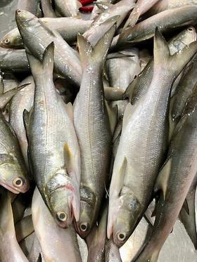 xm❥少量少量！！！今天刚回港的深海午鱼/马友鱼 富含DHA和ARA，肉质嫩到无可挑剔，入口，很嫩很滑，咀嚼一下香气满口😋顺丰活冻锁鲜安排发货！