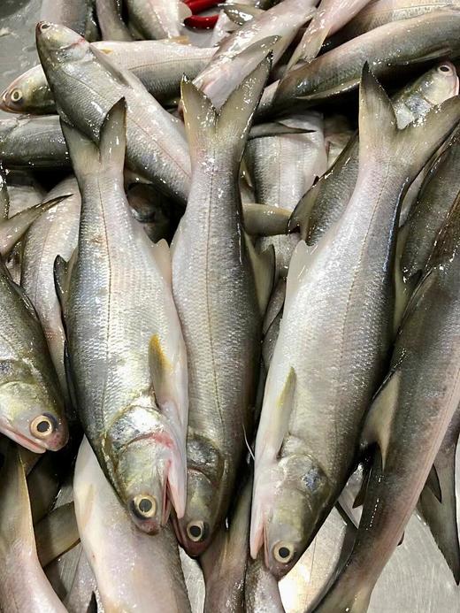 xm❥少量少量！！！今天刚回港的深海午鱼/马友鱼 富含DHA和ARA，肉质嫩到无可挑剔，入口，很嫩很滑，咀嚼一下香气满口😋顺丰活冻锁鲜安排发货！ 商品图0