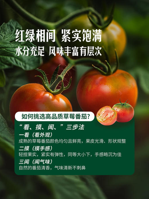 MM 山姆 草莓番茄 1.25kg 商品图5