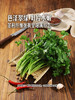 MM 山姆 东升 供港香菜 125g 商品缩略图4