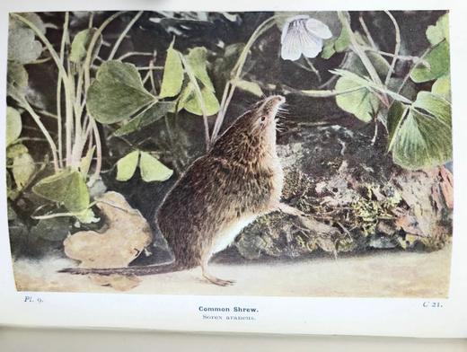 1921年 不列颠群岛动物生命图鉴 111余幅插图（48幅彩色） 精装64开 商品图6