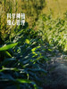 MM 山姆 水果甜玉米 1.5kg 商品缩略图4
