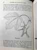 约1940年 路边与林地树木图鉴 200余幅插图（24幅彩色） 精装36开 商品缩略图12