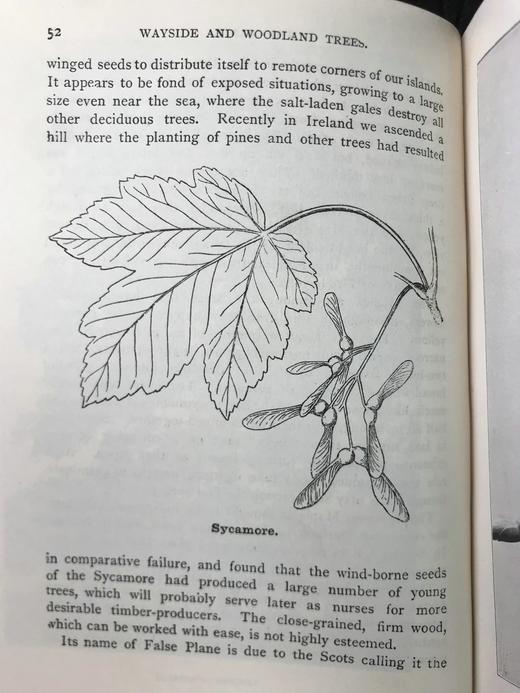 约1940年 路边与林地树木图鉴 200余幅插图（24幅彩色） 精装36开 商品图12