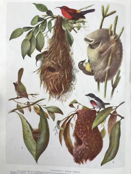 约20世纪早期 宇宙的奇迹（全2卷） 36幅彩色插图821幅黑白插图 精装16开 商品图3