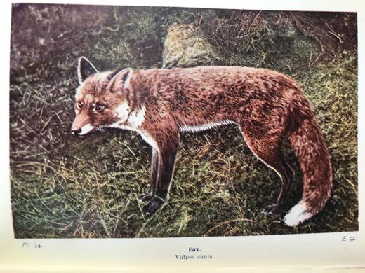 1921年 不列颠群岛动物生命图鉴 111余幅插图（48幅彩色） 精装64开 商品图11