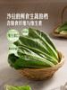 MM 山姆 有机罗马生菜 600g 商品缩略图5