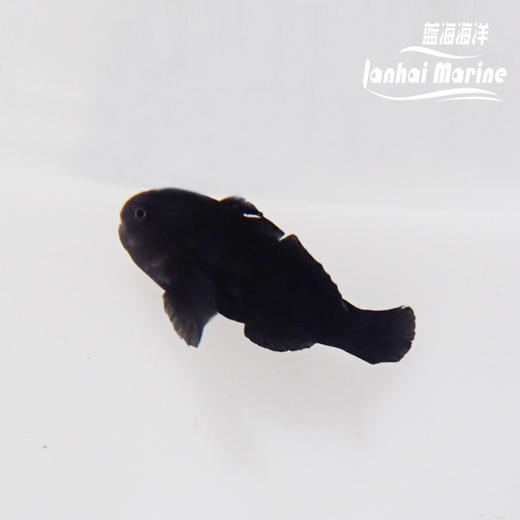 黑蟋蟀 商品图4