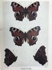 1906年 不列颠群岛蝴蝶图鉴 450幅彩色插图 精装64开 商品缩略图8