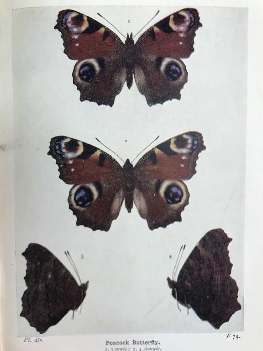 1906年 不列颠群岛蝴蝶图鉴 450幅彩色插图 精装64开 商品图8