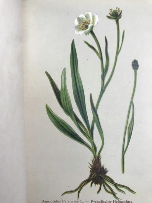 1881-1884年 阿尔卑斯山植物图鉴（5卷） 500幅彩色版画插图 精装32开 商品图8