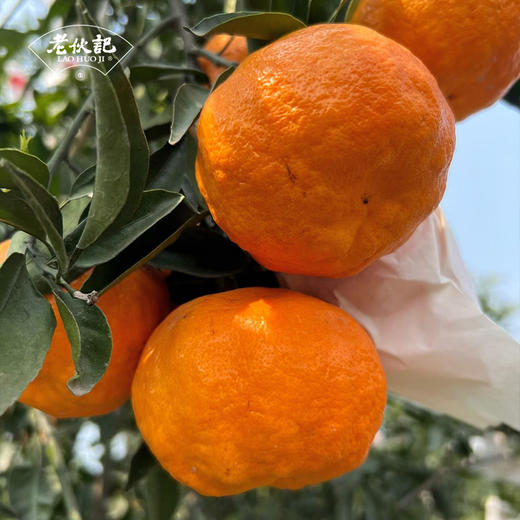 【明日见柑橘】伙记优选四川新鲜水果 明日见柑橘 精选中大果 4.5斤装 现摘现发橘子 原产地直发 不打药 细嫩化渣 汁多味浓 商品图3